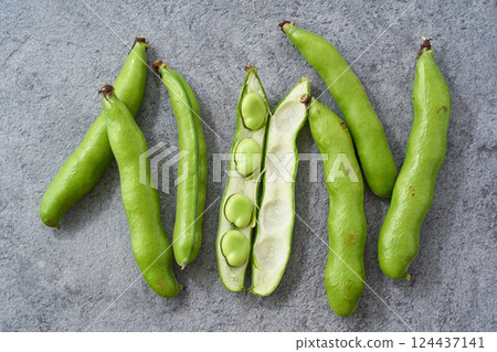 Spring-season broad beans arranged on a gray background Spring-season broad beans arranged on a gray background 124437141