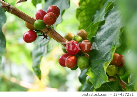 The unknown damage caused by pesticides in coffee cultivation: Red coffee berries from Kilimanjaro grown in a greenhouse in Iwate Prefecture The unknown damage caused by pesticides in coffee cultivation: Red coffee berries from Kilimanjaro grown in a greenhouse in Iwate Prefecture 124437251