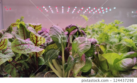 Close-up of hydroponic leafy greens, including vibrant purple and green plants, growing indoors under red and white LED grow lights in a controlled environment. Close-up of hydroponic leafy greens, including vibrant purple and green plants, growing indoors under red and white LED grow lights in a controlled environment. 124437298