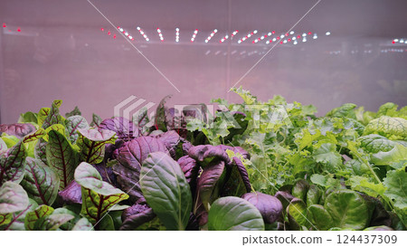 Various hydroponic leafy greens, including purple and green plants, growing indoors under red and white LED grow lights in a modern farming setup. Various hydroponic leafy greens, including purple and green plants, growing indoors under red and white LED grow lights in a modern farming setup. 124437309