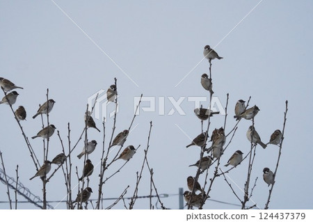 冬天的天空和麻雀 124437379