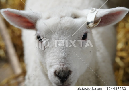 羊的寶寶 124437380