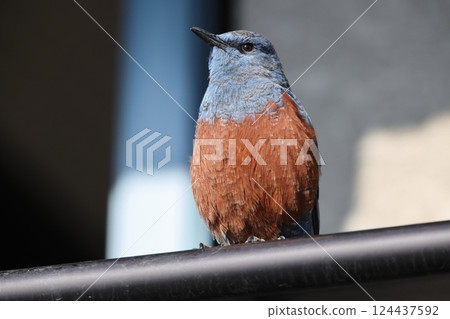 Sea bulbul Sea bulbul 124437592