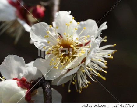 white plum blossom 124437799