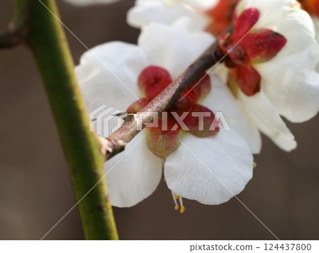 white plum blossom 124437800