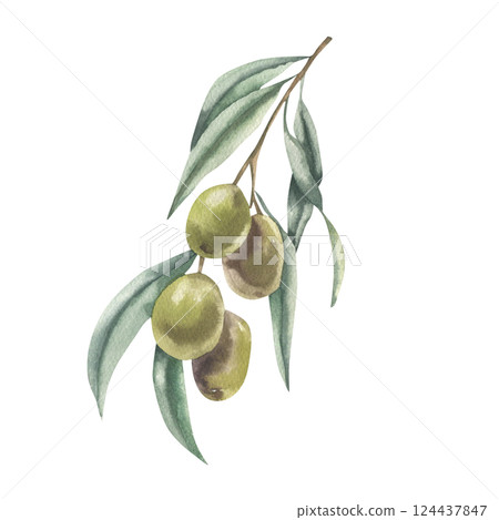Olive branch with green berries watercolor illustration. Hand drawn isolated floral element, Italy and Greek traditional tree element clipart for label,logo, invitation, card design 124437847