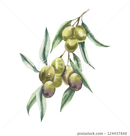 Olive branch with leaves and berries watercolor illustration. Hand drawn botanical clipart, Greece traditional symbol, floral clipart with green ripe for label,logo, card, poster design 124437848