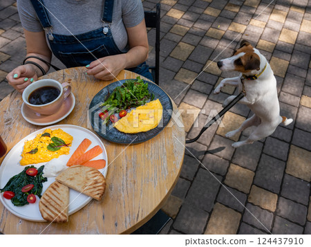Jack Russell begging the owner in a street cafe. Woman having breakfast in dog friendly outdoor cafe. Jack Russell begging the owner in a street cafe. Woman having breakfast in dog friendly outdoor cafe. 124437910