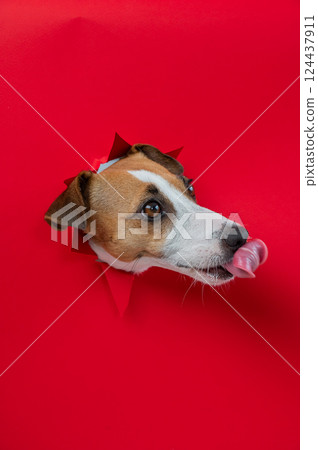 Funny dog licks his nose. Jack Russell Terrier head sticking out through red cardboard background. Vertical photo. Funny dog licks his nose. Jack Russell Terrier head sticking out through red cardboard background. Vertical photo. 124437911