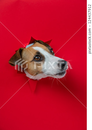 Funny Jack Russell Terrier dog sticks out through a red cardboard background. Copy space. Vertical photo. Funny Jack Russell Terrier dog sticks out through a red cardboard background. Copy space. Vertical photo. 124437912