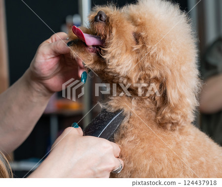 A groomer uses an electric razor to trim a poodle's hair. A groomer uses an electric razor to trim a poodle's hair. 124437918