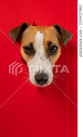 Funny Jack Russell Terrier dog sticks out through a red cardboard background. Copy space. Vertical photo. Funny Jack Russell Terrier dog sticks out through a red cardboard background. Copy space. Vertical photo. 124437962