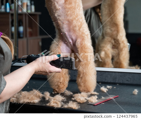 A groomer uses an electric razor to trim a poodle's hair.  124437965