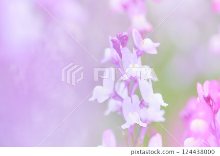 明亮的白粉色柳穿魚花的特寫 124438000