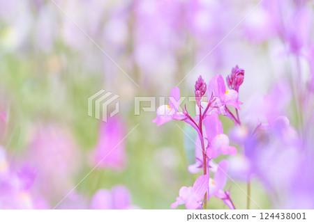 Close-up of bright pink Linaria flower 124438001
