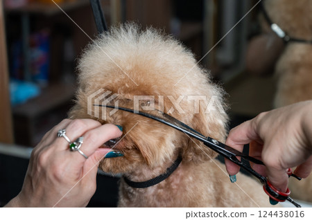 Groomer grooming a chocolate mini poodle.  Groomer grooming a chocolate mini poodle.  124438016
