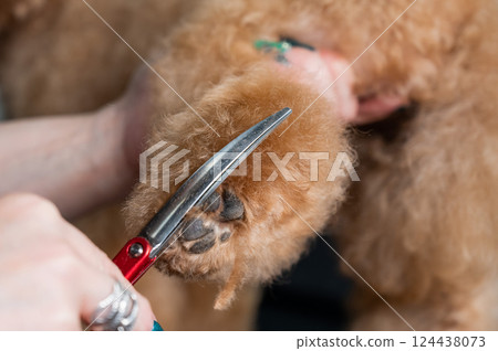 A groomer uses scissors to trim the fur on a chocolate mini poodle's paws. A groomer uses scissors to trim the fur on a chocolate mini poodle's paws. 124438073