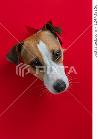 Funny Jack Russell Terrier dog sticks out through a red cardboard background. Copy space. Vertical photo. Funny Jack Russell Terrier dog sticks out through a red cardboard background. Copy space. Vertical photo. 124438156