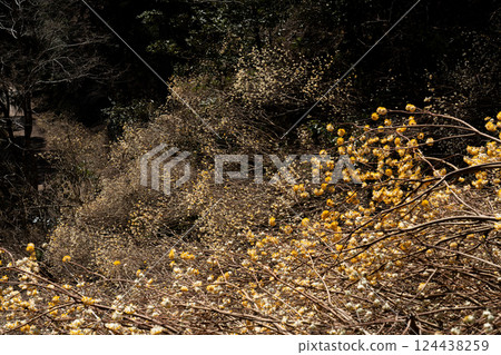 三椴樹及其遍佈山腰的花叢 三椴樹及其遍佈山腰的花叢 124438259