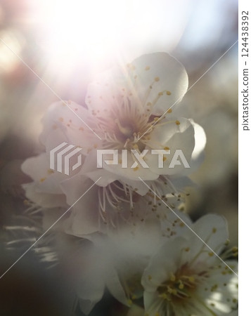 粉紅色的花朵在早晨的陽光下顯得明亮,充滿活力 粉紅色的花朵在早晨的陽光下顯得明亮,充滿活力 124438392