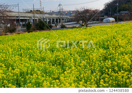 Rape flower field in front of Kawamachi Station in Kohoku New Town 124438580