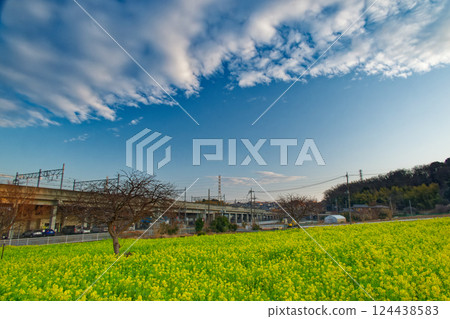 Rape flower field in front of Kawamachi Station in Kohoku New Town 124438583