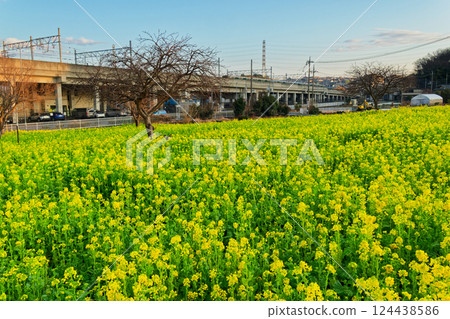 港北新城河町車站前的油菜花田 124438586