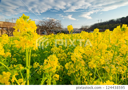 港北新城河町車站前的油菜花田 港北新城河町車站前的油菜花田 124438595