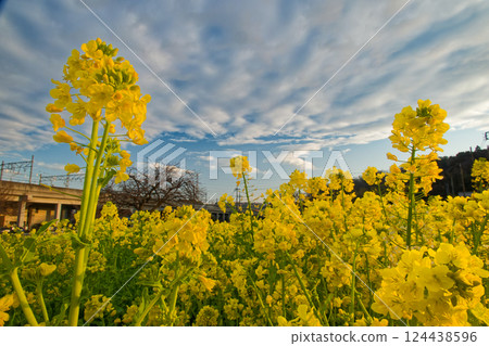 Rape flower field in front of Kawamachi Station in Kohoku New Town 124438596