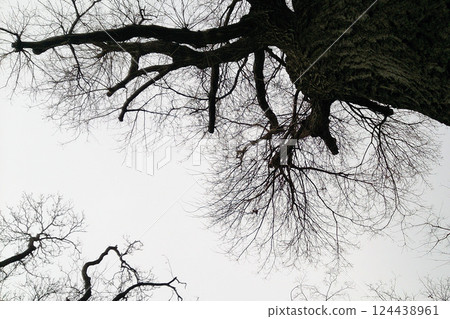 大樹枝對多雲的天空 124438961