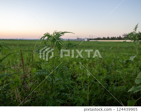 Green foliage in open farmland during dusk with a colorful sky and distant structures silhouetted against the horizon 124439905