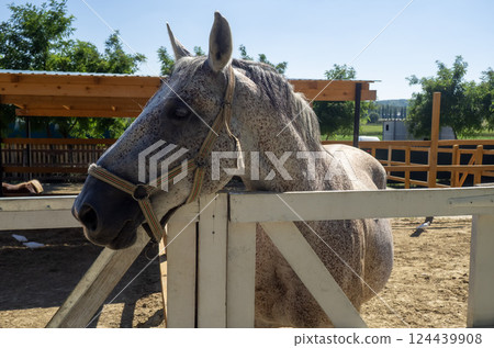 Gray horse stands at the wooden fence in a sunny ranch during late morning hours with trees in the background 124439908