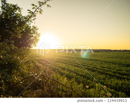 Sunrise over a vibrant green field with clear sky and distant horizon showcasing the beauty of nature in the early morning 124439913