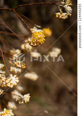 Yellow flowers of Mitsumata blooming in early spring 124440293
