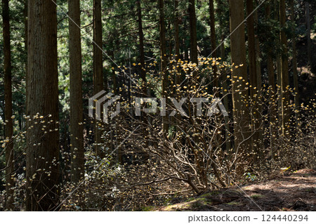 Yellow flowers of Mitsumata blooming in early spring Yellow flowers of Mitsumata blooming in early spring 124440294