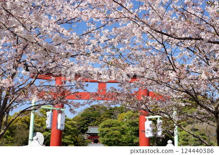 鳥居和盛開的櫻花樹 124440386