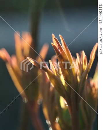 Red flower	 124440518