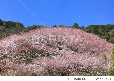 【愛媛郡】晴天的春櫻穹頂（西條市丹原町） 124440693