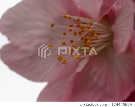 櫻花花瓣被雨淋濕 櫻花花瓣被雨淋濕 124440699