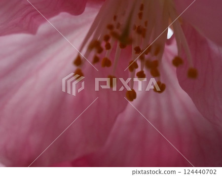 櫻桃花瓣 櫻桃花瓣 124440702