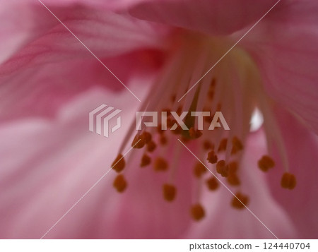 粉紅色的花瓣 粉紅色的花瓣 124440704