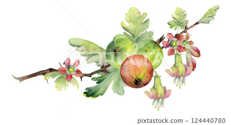 Gooseberry berries leaves flower buds hanging on thorny branch, ripe garden juneberry casseille currant. Cut out botanical illustration watercolor hand drawn. Home preserves cookbook, farmer calendar 124440780