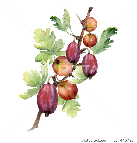 Gooseberry Currant hanging on thorny branch with leaves, ripe garden berry juneberry casseille. Isolated botanical illustration watercolor hand drawn. Home preserves cookbook, grocery store stationery Gooseberry Currant hanging on thorny branch with leaves, ripe garden berry juneberry casseille. Isolated botanical illustration watercolor hand drawn. Home preserves cookbook, grocery store stationery 124440782