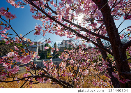 Kawazuzakura in Kohoku New Town/Chigasaki Park 124440804