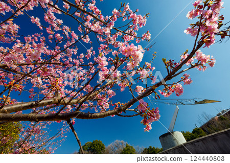 Kawazuzakura in Kohoku New Town/Chigasaki Park 124440808
