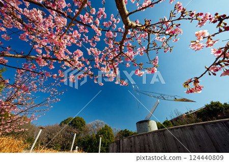 港北新城/茅崎公園的河津櫻 124440809