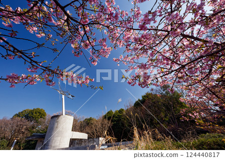 Kawazuzakura in Kohoku New Town/Chigasaki Park 124440817