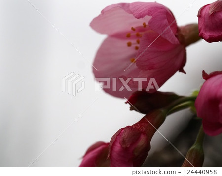 Pink begonia wet in the rain Pink begonia wet in the rain 124440958