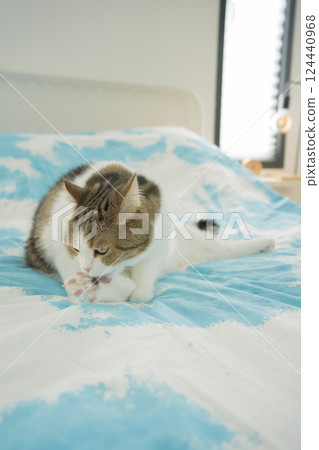 pet care concept with scottish cat relax and sleep on bed in bedroom 124440968