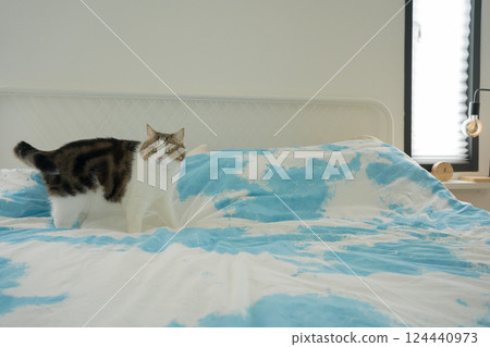 pet care concept with scottish cat relax and sleep on bed in bedroom 124440973